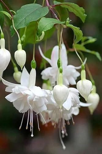 Ponak Neue 100 Stück Fuchsien Blumensamen Weiß Ponak Neue 100 Stück Fuchsien Blumensamen Weiß von Ponak