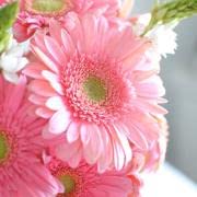 Ponak Neue 100 Stück Gebra Gänseblümchen Blumensamen Pink von Ponak