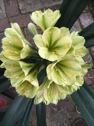 Ponak Neue 100pcs Clivia Blumensamen grün von Ponak