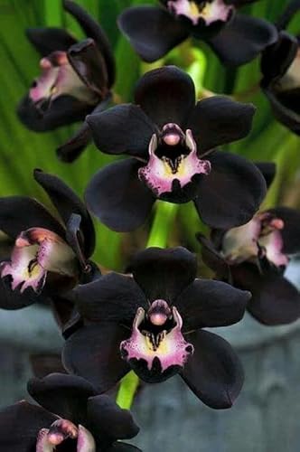 Ponak Neue 100pcs Phalaenopsis-Orchideen-Blumensamen schwarz von Ponak