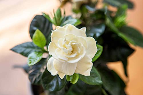 Ponak Neue 50Pcs Gardenia Blumensamen Creme von Ponak