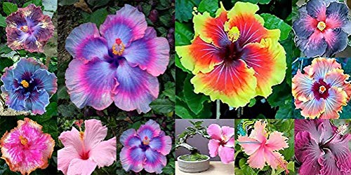 Ponak Neue 50pcs Hibiscus Flower Seeds gemischt von Ponak