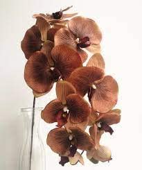 Ponak Neue 50pcs Phalaenopsis-Orchideen-Pflanzensamen Braun von Ponak