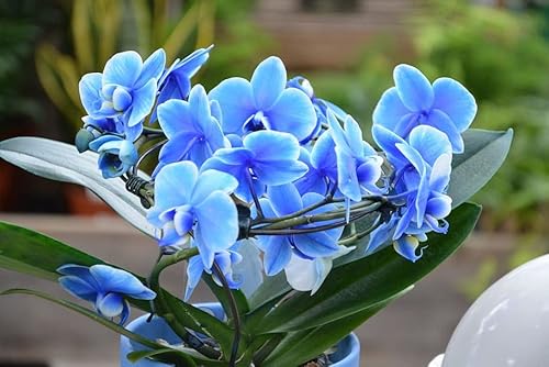 Ponak Neue 50pcs Phalaenopsis-Orchideen-Pflanzensamen Sky Blue von Ponak