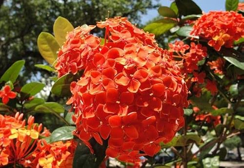 Ponak Neue Hortensie Blumensamen 100 Stück Orange von Ponak