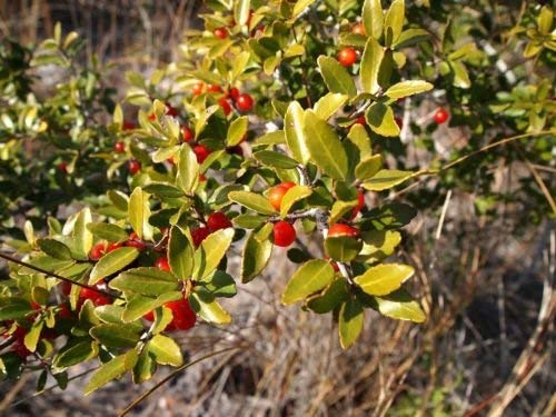 Ponak Neue frische 10 Stück roter Ilex vomitoria Yaupon Holly Tree Samen von Ponak