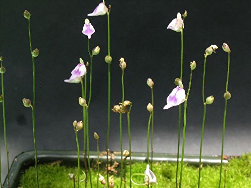 Ponak New Fresh 10 Stück Utricularia Arenaria Pflanzensamen von Ponak