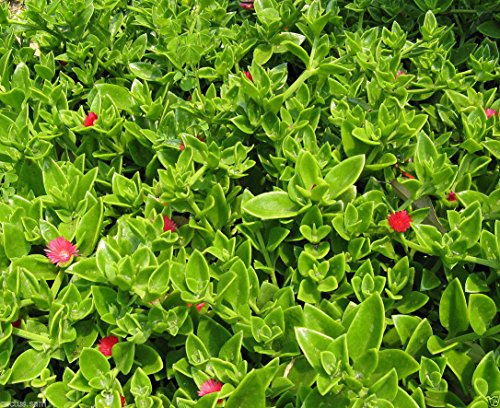 Ponak New Fresh 15 Stück rote Aptenia cordifolia Blumensamen von Ponak