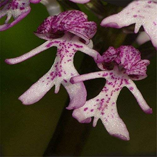 Ponak New Fresh 20 Stück Lila nackter Mann Orchideen-Pflanzensamen von Ponak