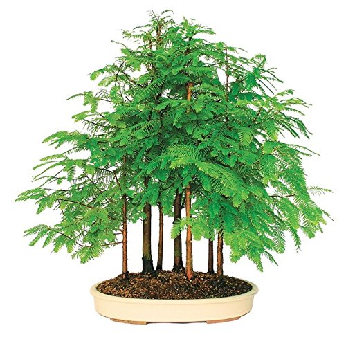 Ponak New Fresh 50Pcs Dawn Redwood Tree Samen von Ponak