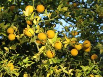 Bitterorange, 80-100 cm, Poncirus trifoliata, Containerware von Poncirus trifoliata