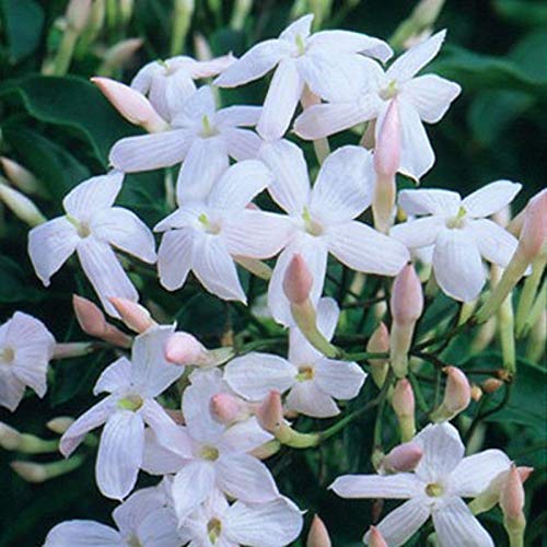 Portal Cool 1 Duft Chinese Jas Jasum polyanthum Climber Garten Bereit 9cm Topf von Portal Cool