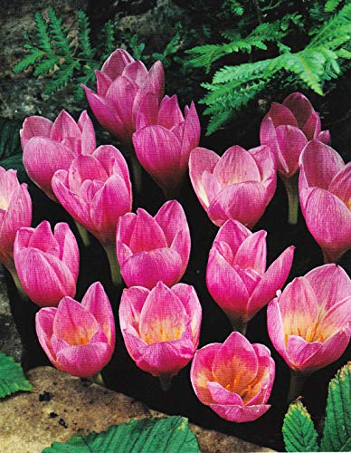 Portal Cool 1: 1-100 Crocus zonatus (kotschyanus) Birnen Blüte Hardy Garten Perennial von Portal Cool