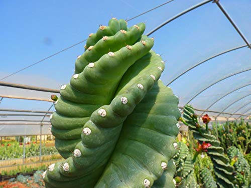 Portal Cool 10 Cereus Peruvianus Spiralis (Rare Spiraliformis) Samen Rare Cactus Ariocarpus von Portal Cool