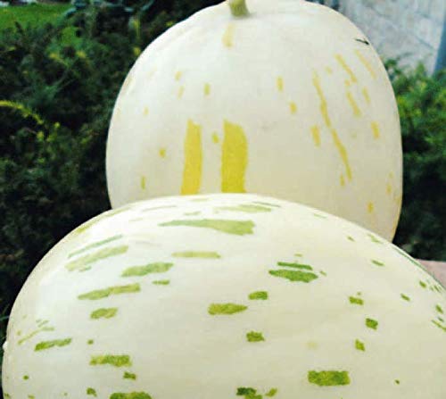 Portal Cool 10-Melone-Samen Elfenbein Gaya- (Sweet Schneeball, Snow Leopard) Heirloom Fruit-Rare von SVI