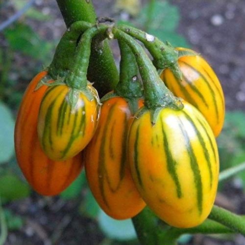 Portal Cool 100 Aubergine-Samen Striped Toga Erbstück Aubergine Gemüse-GroÃŸ von SVI
