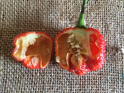 Portal Cool 100 Dragons Chili Pepper Samen Neuer Weltrekord-Peperoni-Seed von Portal Cool