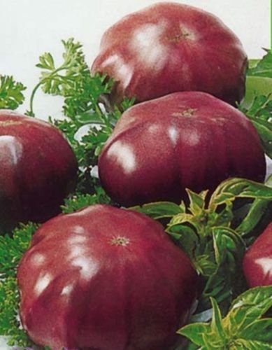 Portal Cool 100 Samen: 20/100 Tomatensamen - (Chyornyi Slon) Russisch Erbstück Gemüse von Portal Cool