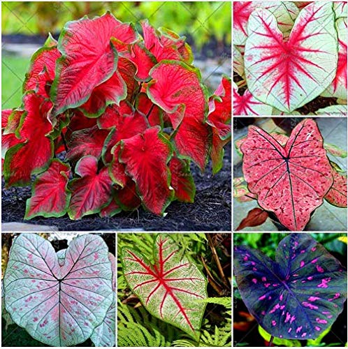 Portal Cool 100 Stück Caladium Mixed Indoor n Samen da Caladium von Portal Cool