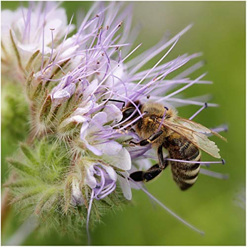 Portal Cool 1000 Samen / Samen: Phacelia tanacetifolia 500 + Seeds - Facelia 2/10 Gramm Bee Api Overda von Portal Cool