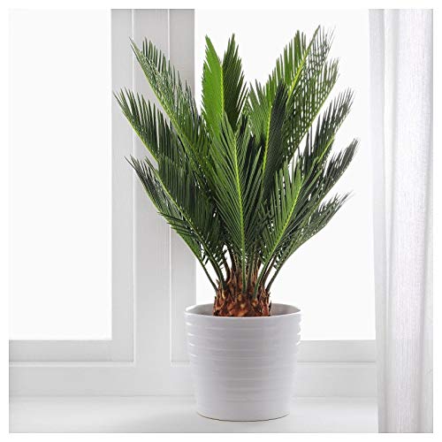 Portal Cool 10Pcs Heilige Sago Palme Cycas Samen Cycas Revoluta tropischen Pflanzen Bonsai von Portal Cool