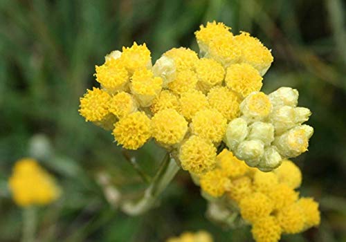 Portal Cool 130 Unbehandelte Samen Helichryse Italienisch s Curry Helichrysum Italicum von Portal Cool