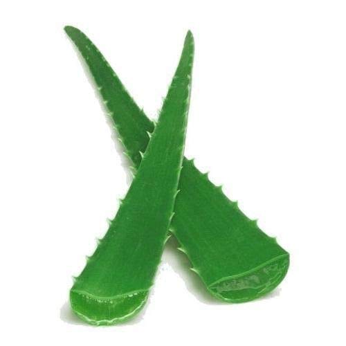 Portal Cool 2 X Medium Aloe Vera Blatt Frische 10-15 cm + Barbadensis Miller Portal Cool 2 X Medium Aloe Vera Blatt Frische 10-15 cm + Barbadensis Miller von Portal Cool