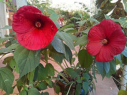 Portal Cool 20 Samen Hibiscus Hibiscus moscheutos tiefrot von Portal Cool