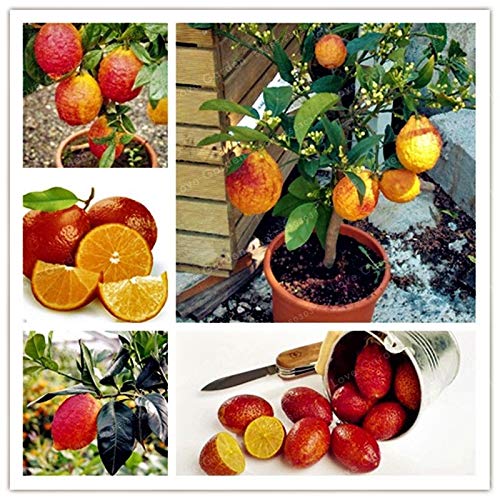 Portal Cool 20 Samen Seltene Rote Zitrone Samen Baum Obst Dekor Pflanzen Hausgarten Bonsai-Topf von Portal Cool