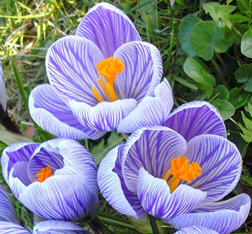 Portal Cool 20 X Large Crocus - Pickk Spring Garden Bulbs von Portal Cool