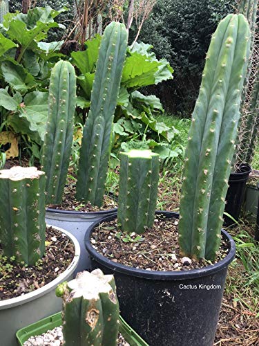 Portal Cool 20: San Pedro Kaktus Samen (Pachanoi Trichocereus Cacti) Syn. Echnopsis Pachanoi von Portal Cool