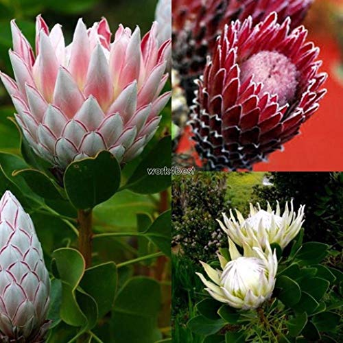 Portal Cool 20Pcs / Bag Protea Cynaroides Samen Seltene Bonsai Topfnsamen Wst von Portal Cool