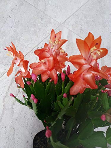 Portal Cool 2Xorange Weihnachts Stecklinge Zygo Schlumera Truncata Thor Olivia von Portal Cool