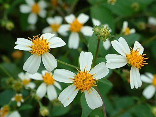 Portal Cool 300 Samen der Bidens Pilosa (Black Jack) -Herb. 100% Bio. Nicht ohne Gentechnik. uk Verkäufer von Portal Cool