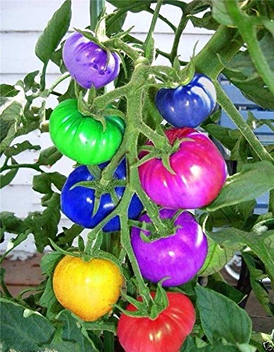 Portal Cool 300 Stück Regenbogen-Tomate sät, Bonsai Bio-Gemüse & Obst Samen/n von Portal Cool