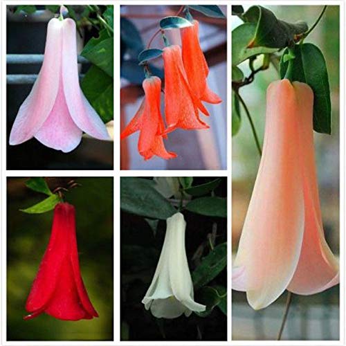 Portal Cool 40Pcs chilenische Glocken Samen Lapageria Rosea Seeds Evergreen Lasting Teil Neue von Portal Cool