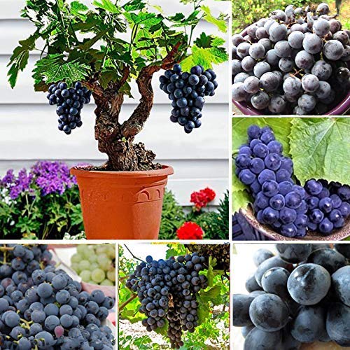 Portal Cool 50 PC-Samen Bonsai Miniatur Perennial Baum schwarze Trauben Rebe Gärten Obst von Portal Cool