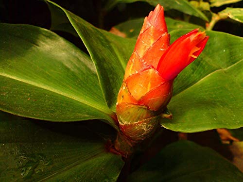 Portal Cool 50 X Costus Scaber Samen, Spiral Ginger Seeds von Portal Cool