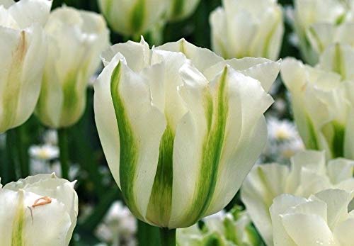 Portal Cool 50: Spring Green Tulip Bulbs | viridiflora | Top-Qualität -blühende n von Portal Cool