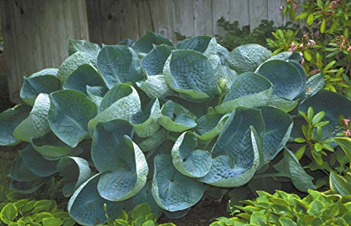 Portal Cool 9 cm: Hosta Abiqua 'Drinking Gourd' - Marginal Teichn - Teichn - Wa Plan von Portal Cool
