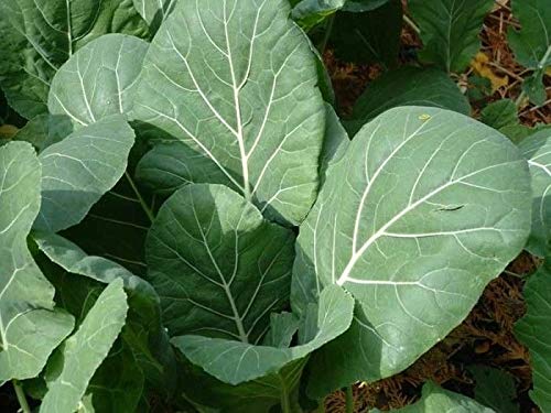 Portal Cool A- 0,25 Ounce (~ 1.630): Georgia Stem Collards Seed - Garten Collard Greens Seeds (0,25 Unn Um 1Lb) von Portal Cool