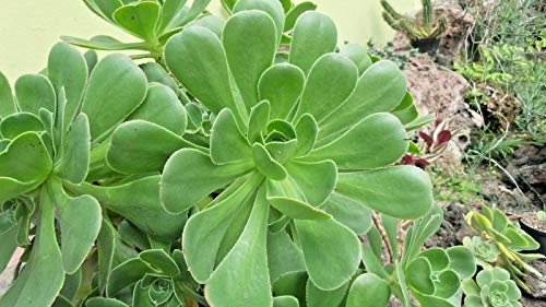 Portal Cool Aeonium Arboreum Sukkulente 10Cm von Portal Cool