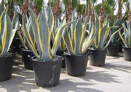 Portal Cool Agave americana Veränderte Sukkulenten Aloe n Garten rasse von Portal Cool