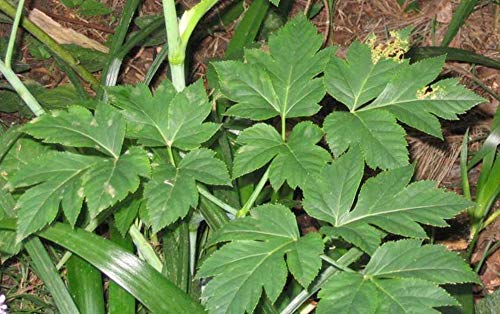 Portal Cool Anica Kkei Koidzumi - 15 Seeds - Ashitaba - Langlebigkeit Herb - Rare von Portal Cool