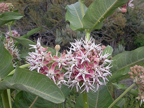 Portal Cool Asclepias speciosa Showy Milkweed Schmetlinge (Monarch Host-Werke) 20 Samen von Portal Cool