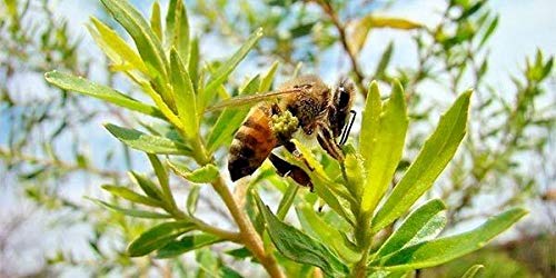 Portal Cool Baccharis dracunculifolia *** * 150 Samen Grüne Propolis Brasilien von Portal Cool