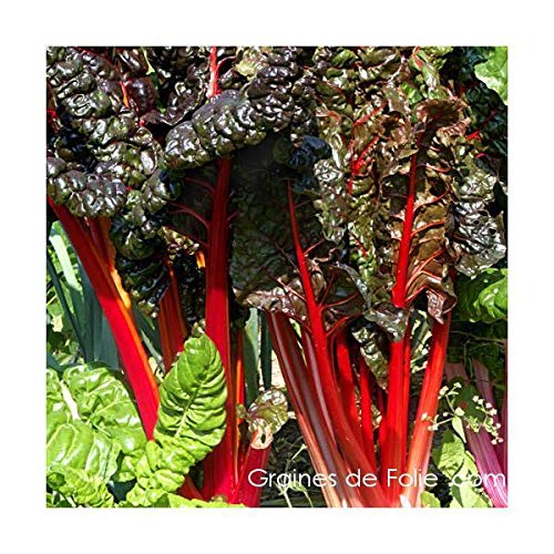 Portal Cool Bette ée Cardes Red Rhabarber Chard Portal Cool Bette ée Cardes Red Rhabarber Chard von Portal Cool