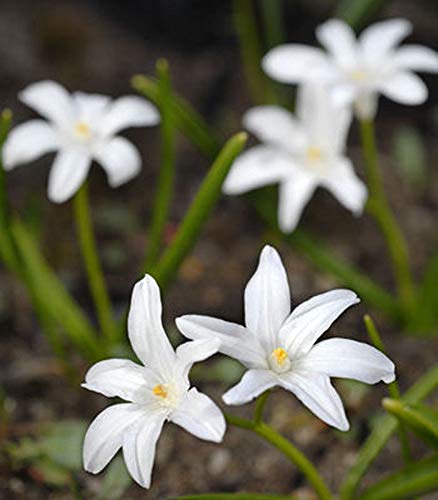 Portal Cool -Birnen Chionodoxa Luciliae - Pacg mit 10 Chionodoxa Birnen von Portal Cool