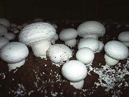 Portal Cool Champignon (Champignon Bisexual) Mushroom / Myl Spores Spawn Getnete von Portal Cool