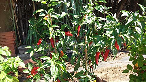 Portal Cool Chile Picante Jalapena Samen Capsicum Annuum 10 S. Homegrown Echt von Portal Cool